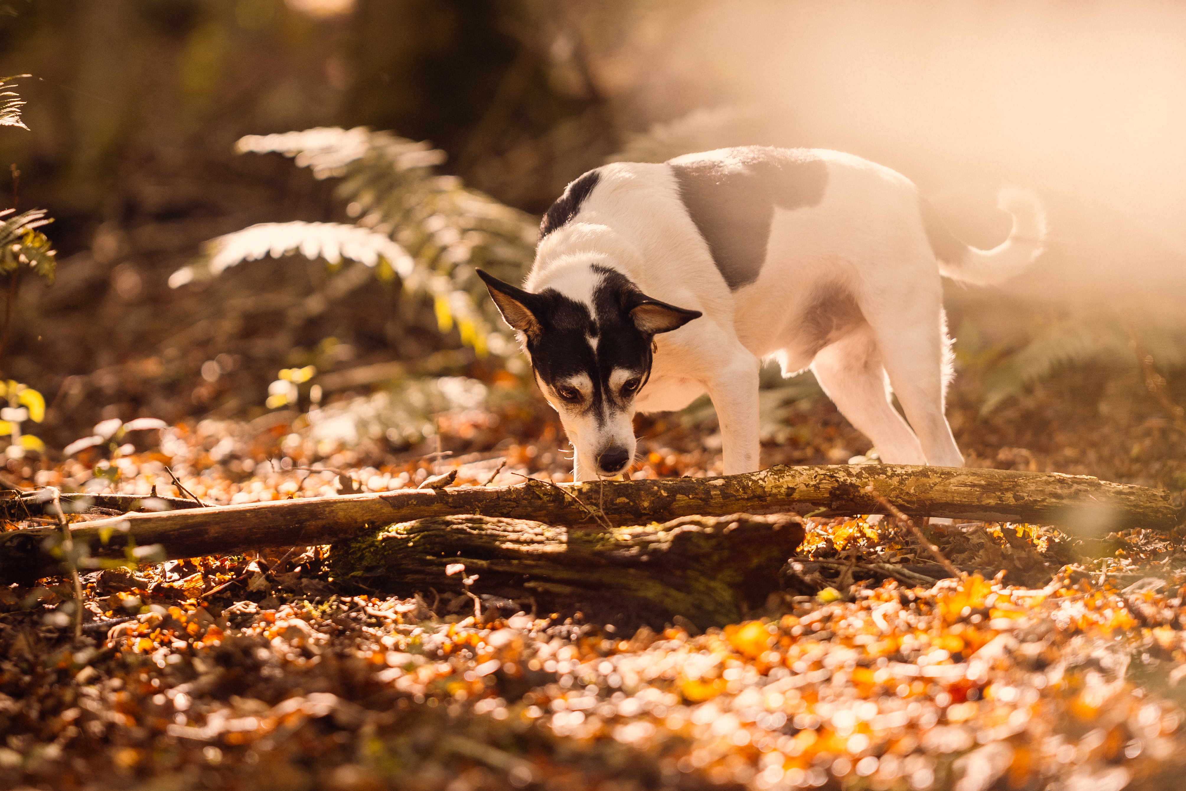 Fotoshoot med hund der snuser i skovbunden i efterårssol